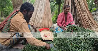 পাল্লা দিয়ে বাড়ছে মরিচের দাম